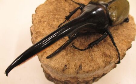 ヘラクレスオオカブト ペア 成虫 オス 130mm前後 メス お任せ カブトムシ 昆虫 生き物 生体 プレゼント 贈り物 ギフト 子供 男の子 香川 香川県 東かがわ市