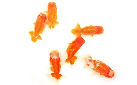 金魚の王様!らんちゅう(観賞用)