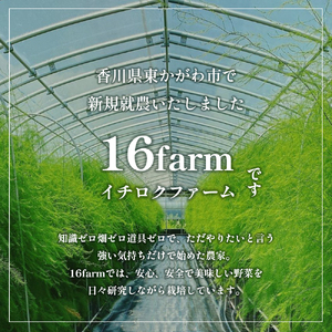 16farmのアスパラ「さぬきのめざめ30cmロング」MLサイズ700g アスパラガス さぬきのめざめ ロングアスパラ 野菜 やさい 新鮮 東かがわ