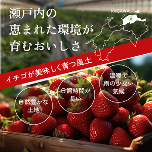 訳あり さぬきひめ 1.2kg 香川県産 苺 イチゴ フルーツ 果物 くだもの 旬のフルーツ 旬の果物 不揃い ジャム 加工 加工食品 訳アリ 香川 香川県 東かがわ市