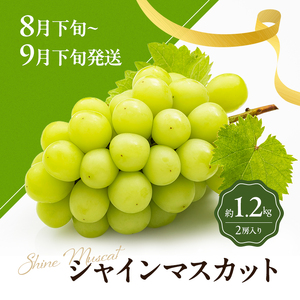 讃岐のフルーツ3回定期便【B】【さぬきひめ苺】【シャインマスカット】【さぬきキウイっこ】