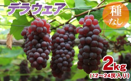 種なしぶどうの定番!「デラウェア」約2kg
