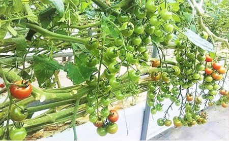 カラダに優しい「乳酸菌入り ミニトマト2kg」