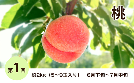 瀬戸の夏の果実3ヶ月定期便「桃、ハウス小原紅早生みかん、シャインマスカット」