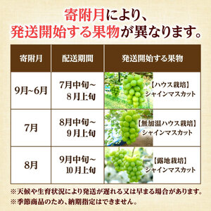 大箱シャインマスカット3ヶ月連続定期便