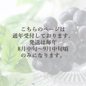 【ふるさと納税】ピオーネ 三豊市産 1.2kg 2~3房