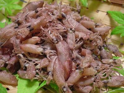 【ふるさと納税】【ゆうパケット】瀬戸内のウマウマひいか 28g