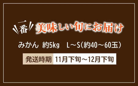 【ふるさと納税】香川県オリジナルみかん 「金時紅」 約5kg