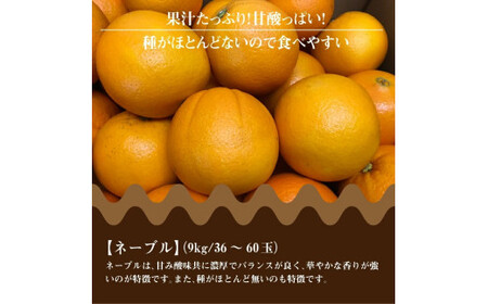 【ふるさと納税】三豊市産 ネーブル約9kg(36~60玉)