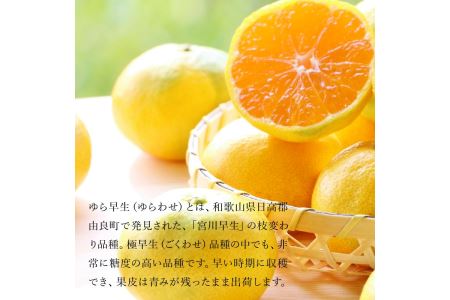 みかん 三豊市産 極上【ゆら早生みかん 約5kg】S～Mサイズ【10月中旬より発送】