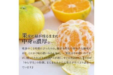 みかん 三豊市産 極上【ゆら早生みかん 約5kg】S～Mサイズ【10月中旬より発送】