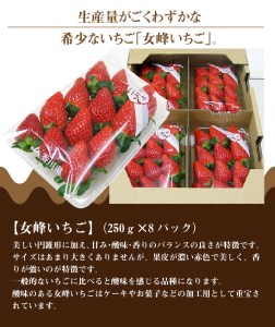 【1月上旬より順次発送】女峰いちご約2kg