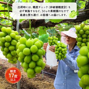 【先行予約】シャインマスカット大粒 2房【800ｇ以上】【糖度17度以上】【配送不可地域：北海道・沖縄県・離島】_M64-0005  シャインマスカット 