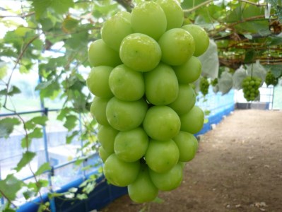 【7月中旬から】【さぬき讃フルーツ】シャインマスカット＆NEWピオーネ詰め合わせ