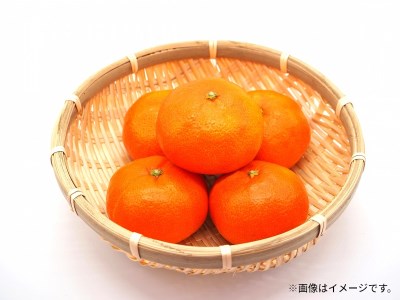 【ふるさと納税】特秀品!小原紅早生真っ赤なみかん(約5kg)