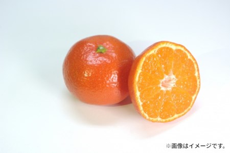 【ふるさと納税】特秀品!小原紅早生真っ赤なみかん(約5kg)