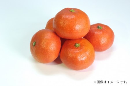 【ふるさと納税】特秀品!小原紅早生真っ赤なみかん(約5kg)