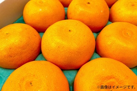 【2025年出荷】柑橘界の大トロ！せとか　(約3kg) フルーツ ふるーつ 果物 くだもの 三豊市【配送不可地域：北海道・沖縄県・離島】_M102-0009 【国産みかん 温州みかん みかん 露地みかん 小玉みかん ミカン 蜜柑 甘いみかん おすすめみかん】