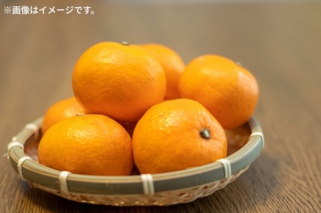 【ふるさと納税】曽保みかん (約10kg)