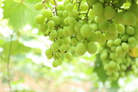 極撰!シャインマスカット(約2kg)