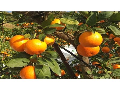 【ふるさと納税】【マル曽】光センサー特選 曽保みかん(約3kg×2箱)