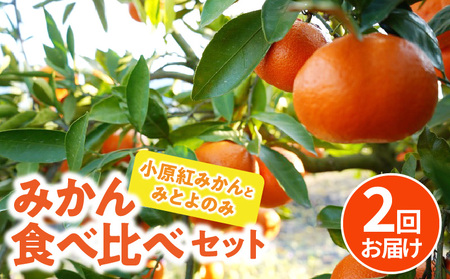 香川県オリジナル品種の小原紅みかんと「みとよのみ」みかん食べ比べセット（2回お届け）【2024年出荷分の予約受付】_M67-0008-2024　【国産みかん 温州みかん みかん 露地みかん 小玉みかん ミカン 蜜柑 甘いみかん おすすめみかん】