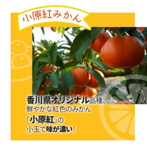 香川県オリジナル品種の小原紅みかんと「みとよのみ」みかん食べ比べセット（2回お届け）【2024年出荷分の予約受付】_M67-0008-2024　【国産みかん 温州みかん みかん 露地みかん 小玉みかん ミカン 蜜柑 甘いみかん おすすめみかん】