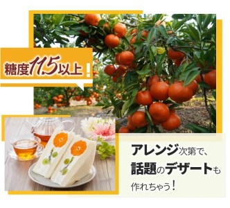 香川県オリジナル品種の小原紅みかんと「みとよのみ」みかん食べ比べセット（2回お届け）【2024年出荷分の予約受付】_M67-0008-2024　【国産みかん 温州みかん みかん 露地みかん 小玉みかん ミカン 蜜柑 甘いみかん おすすめみかん】