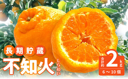 数量限定【5月以降出荷】夏季まで美味しさを保つ、長期貯蔵「不知火」約2kg 7,020円