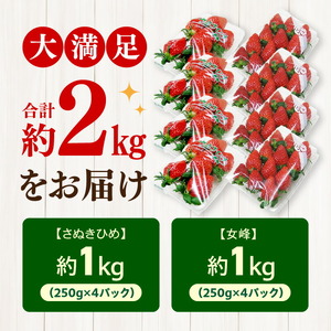 【年内発送】三豊のいちご食べ比べセット 約2kg