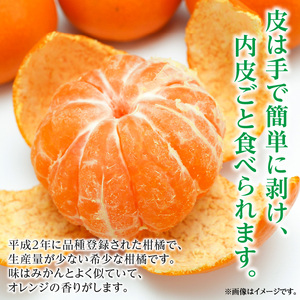 【ふるさと納税】希少な柑橘「はれひめ」約10kg