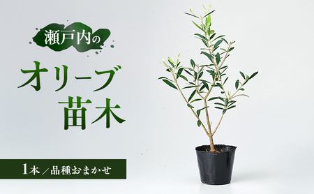 瀬戸内のオリーブ 苗木 1本 植物