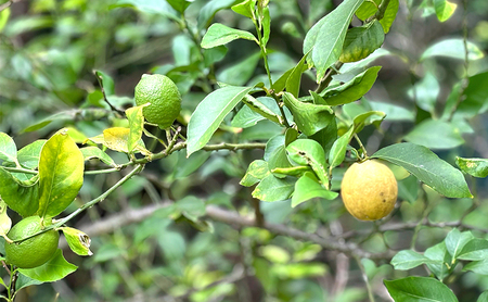 小豆島 夕陽の丘 レモン 2kg (14～18玉) 果物 フルーツ 柑橘 香川 土庄町