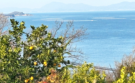 小豆島 夕陽の丘 レモン 2kg (14～18玉) 果物 フルーツ 柑橘 香川 土庄町