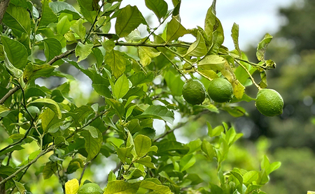 小豆島 夕陽の丘 グリーンレモン 2kg (14～18玉) 果物 フルーツ 柑橘 レモン
