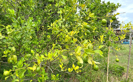 小豆島 夕陽の丘 グリーンレモン 2kg (14～18玉) 果物 フルーツ 柑橘 レモン