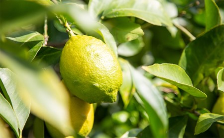 コシノジュンコ　小豆島産オリーブレモンドレッシング　2本セット 調味料 