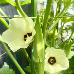 オクラ 約700g 野菜