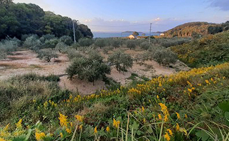 オリーブオイル 小豆島の恵み 
100％小豆島産 手摘み エキストラバージンオリーブオイル 85g×1本 ミッション