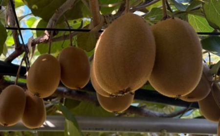 キウイ さぬきエメラルドキウイ (貴重な大玉サイズ) 約800g 果物 フルーツ