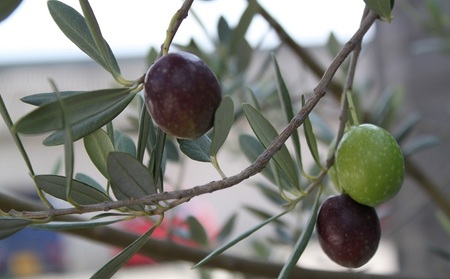 〈オーズファーム〉小豆島産 エキストラバージンオリーブオイル(100g) 食用油