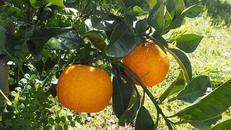 小豆島産有機橙 1kg(約5個)・有機JAS認証・国産オーガニックダイダイ・無農薬