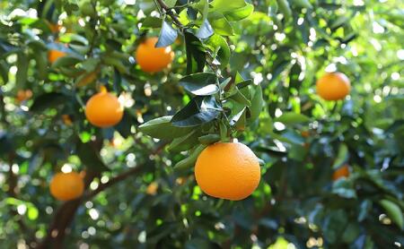 【井上誠耕園】オリーブオイルコンフィ 八朔チーズ 100g 3個セット