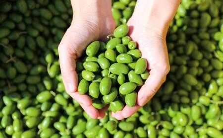 【井上誠耕園】~2025年初搾り~ 小豆島産手摘み緑果オリーブオイル (450g×1本)