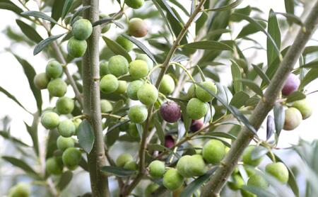 【井上誠耕園】~2025年搾りたて~ 小豆島産アルベキーナオリーブオイル (135g×1本)