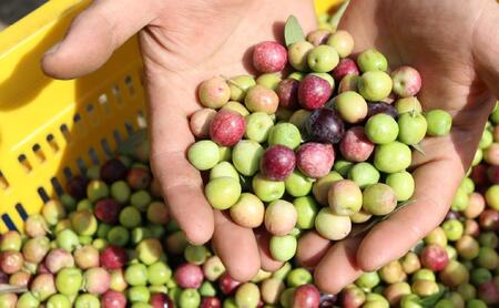 【井上誠耕園】~2025年搾りたて~ 小豆島産アルベキーナオリーブオイル (135g×5本)