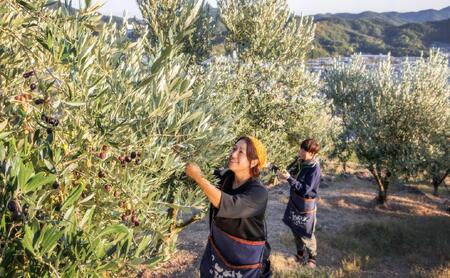 【井上誠耕園】~2024年初搾り~ 小豆島産手摘み完熟オリーブオイル (450g×5本)