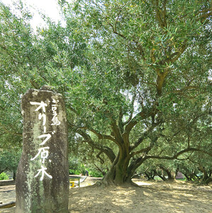 1stORIGINエキストラバージンオリーブオイル小豆島産100%(180g)【予約販売】