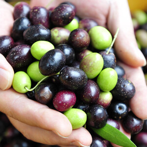 1stORIGINエキストラバージンオリーブオイル小豆島産100%(180g)【予約販売】