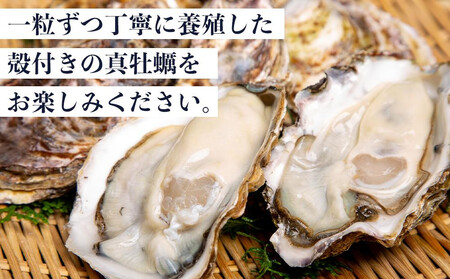 小豆島 天領真牡蠣 (殻付き生食用) 25個セット
